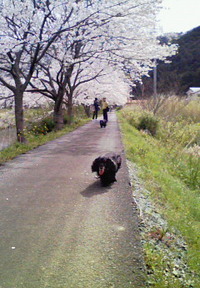 お花見③　那賀川堤散策