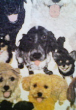Grace　モデル犬？