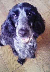 Grace　モデル犬？