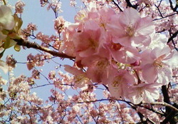 河津桜は満開