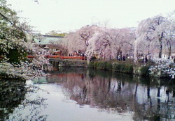 三嶋大社の枝垂桜