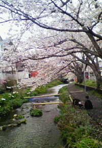 源兵衛川沿いの桜