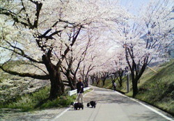 お花見日和
