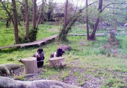 ちりそめの桜も風情