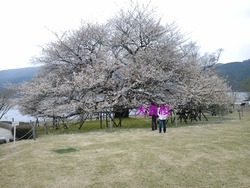 箱根プリンスの大島桜