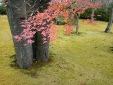 初冬の箱根へ
