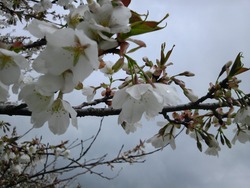 箱根プリンスの大島桜