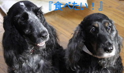 イノシシ