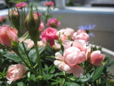 薔薇