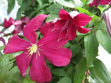 薔薇