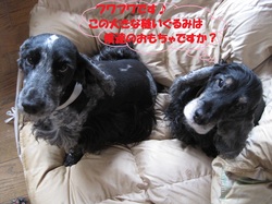 大きな縫いぐるみではありません！(怒)