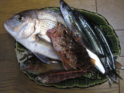 釣果