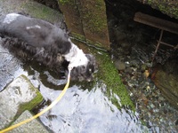 半端ない水量
