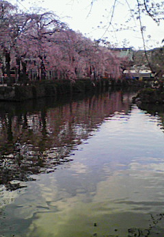 三嶋大社の桜