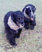 Dogrun　Ms