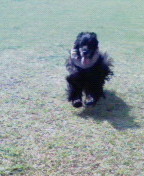 Dogrun　Ms