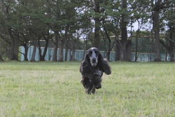 Run！Run！Run！
