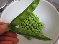 豆ごはん♪
