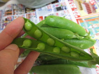 豆ごはん♪