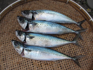 ７月１４日の釣果イン西伊豆（ゴロタ）