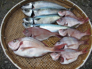 ７月１４日の釣果イン西伊豆（ゴロタ）