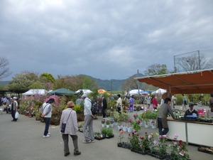 2013.4.6　三島みどりまつり