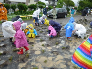 2013.6.21　松本幼稚園園庭芝生化