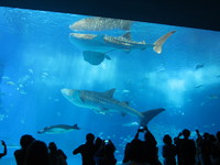 沖縄美ら海水族館