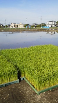 いい天気。