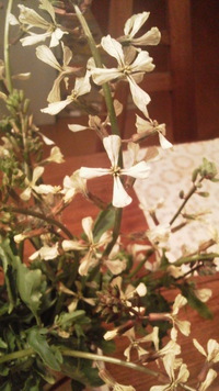 ルッコラの花