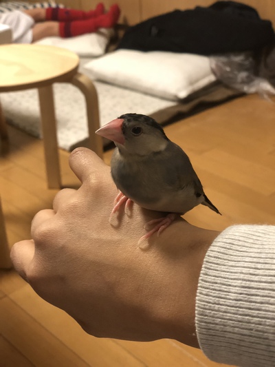文鳥のぶんちゃん
