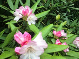 庭のいろいろな花が出迎えてくれました