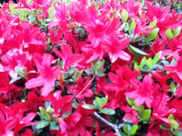 庭のいろいろな花が出迎えてくれました