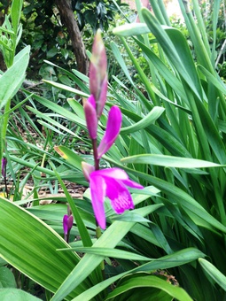 庭のいろいろな花が出迎えてくれました
