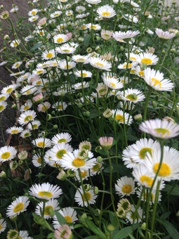 庭のいろいろな花が出迎えてくれました