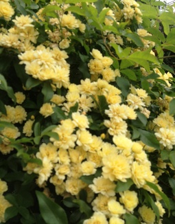 庭のいろいろな花が出迎えてくれました