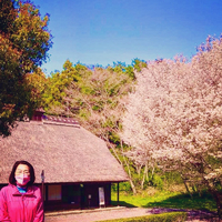 広見公園の桜も満開の花吹雪に新環境クリーンセンターの芝桜も