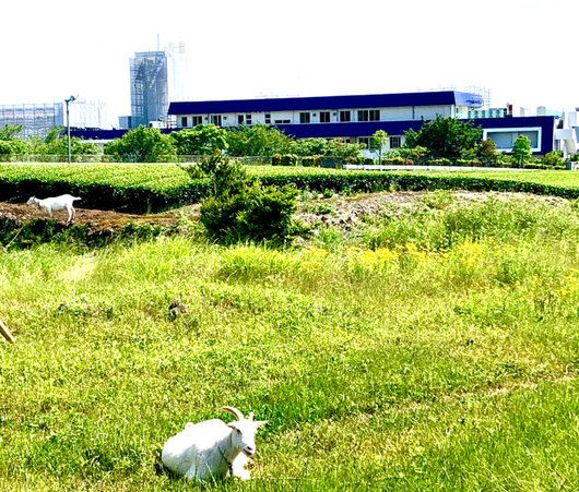 時の栖富士は8月下旬から順次オープンとの静岡新聞の記事、地ビールウイスキーの醸造所も