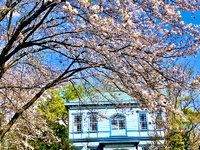 広見公園の桜が満開です.本当にきれい