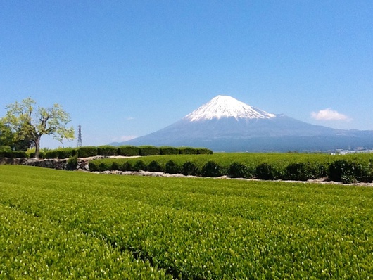 富士山世界遺産登録へ、おめでとうございます！そして、これからですね