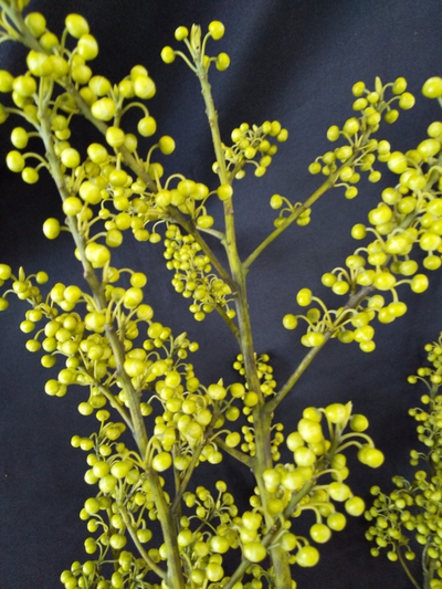 桃 青文字など春の枝物のお花 入荷しました 大木生花店 富士駅北側にあるお花屋さん 花束 アレンジメント フラワースタンド 装花