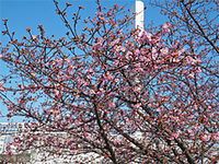 いろいろ日記：花だより　沼津あゆみ橋の桜