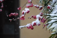 雪と紅梅