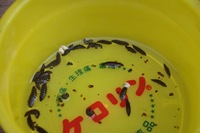 自社飼育中のホタルの幼虫、取り出し作業終了