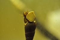 丸々肥えたホタルの幼虫、順調に育ってくれてます。