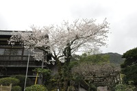 雨風に耐えて『大満開』