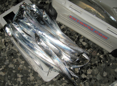 遠慮がちな太刀魚様