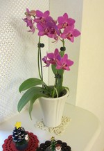 ♪暮れの元気なご挨拶♪　は　胡蝶蘭で