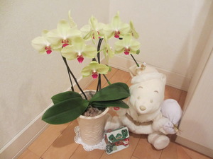 ♪暮れの元気なご挨拶♪　は　胡蝶蘭で