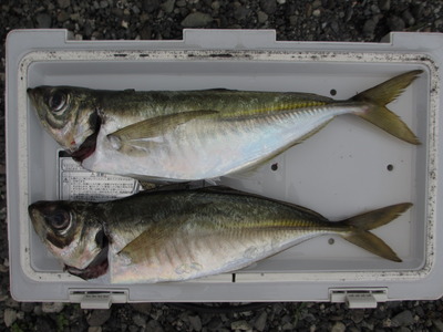 昨晩の釣果　イン沼津　（地磯）